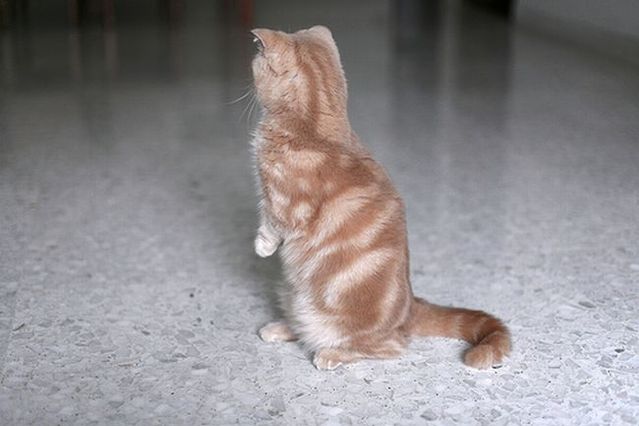 Garfield in real life (43 photos + 2 videos)