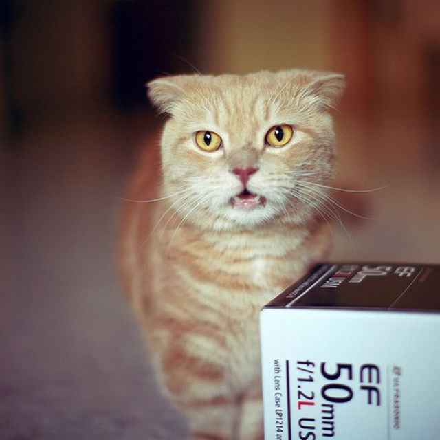 Garfield in real life (43 photos + 2 videos)