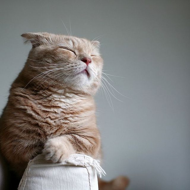 Garfield in real life (43 photos + 2 videos)