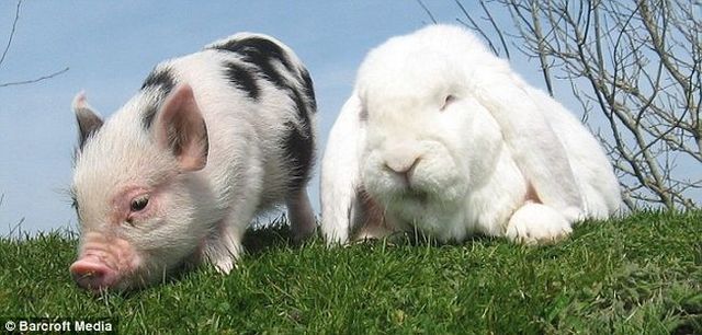 Unusual friendship (4 pics)