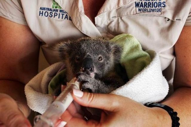 Hospital for Animals (10 pics)