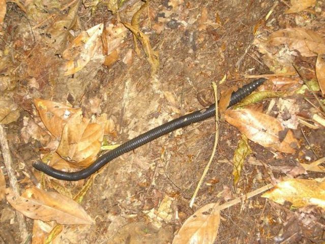 Ecuador worm (14 pics)