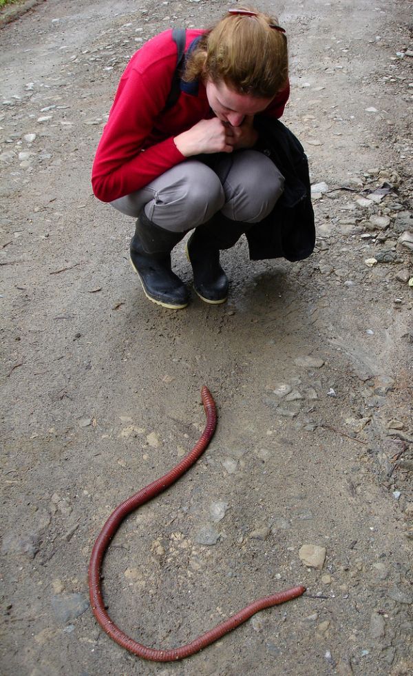 Ecuador worm (14 pics)