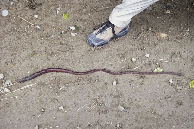 Ecuador worm (14 pics)