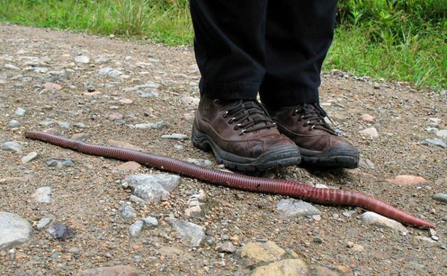 Ecuador worm (14 pics)