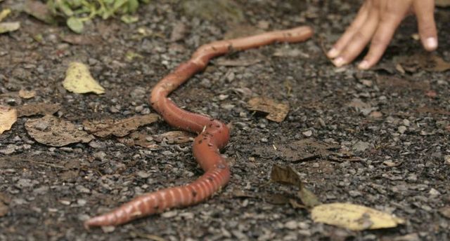 Ecuador worm (14 pics)