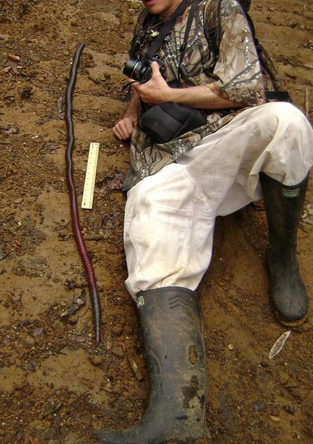 Ecuador worm (14 pics)