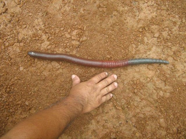 Ecuador worm (14 pics)