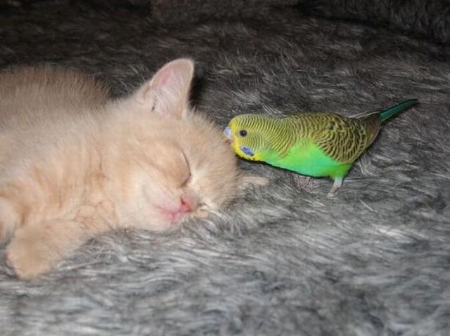 Story of a kitten and a parrot (14 pics)