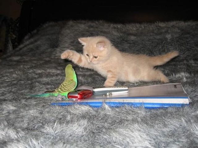Story of a kitten and a parrot (14 pics)