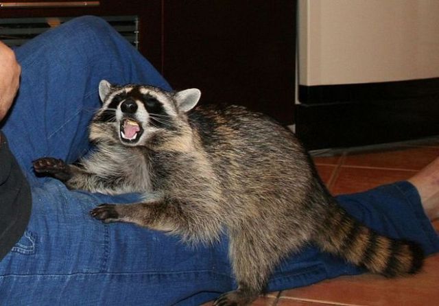 Domestic pet (10 pics)