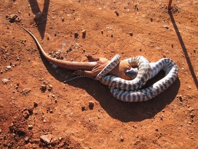 Snake eating a goanna (11 pics)