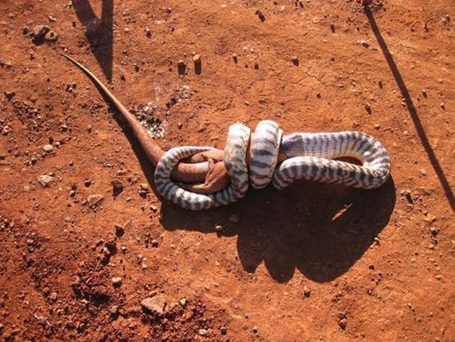 Snake eating a goanna (11 pics)