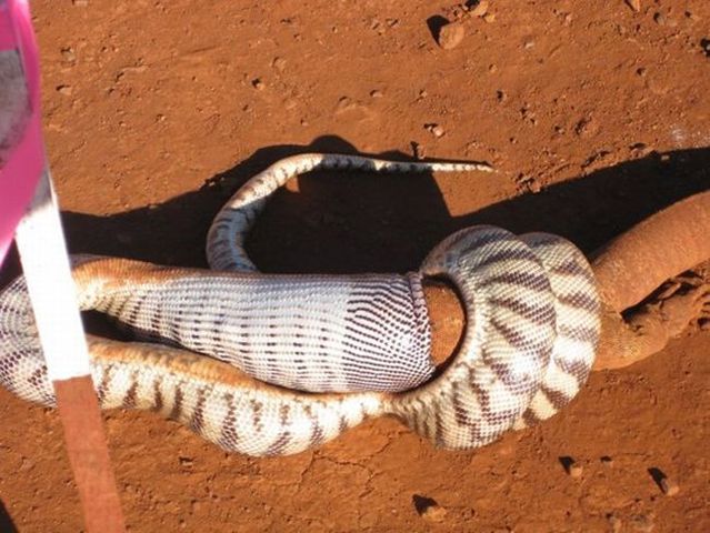 Snake eating a goanna (11 pics)
