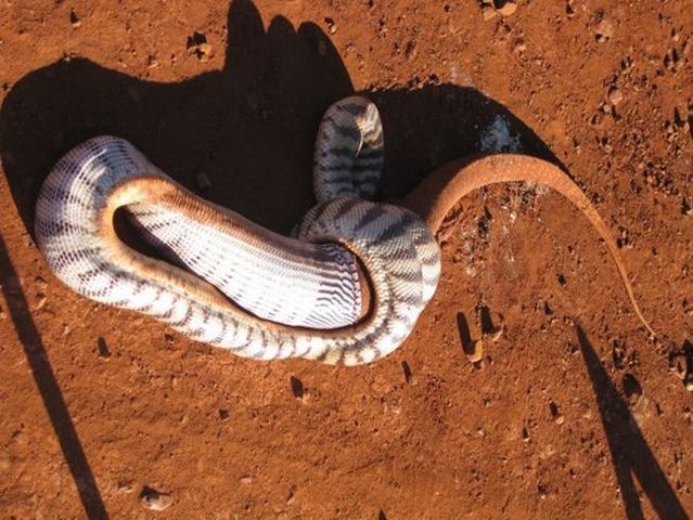 Snake eating a goanna (11 pics)