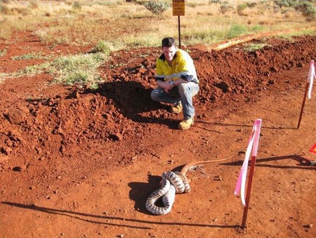 Snake eating a goanna (11 pics)