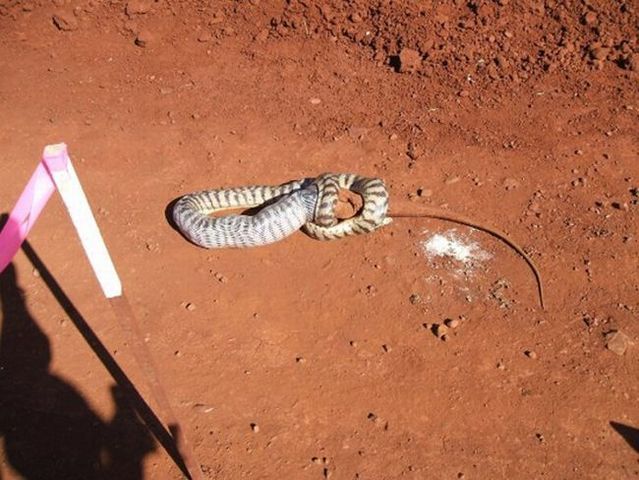Snake eating a goanna (11 pics)