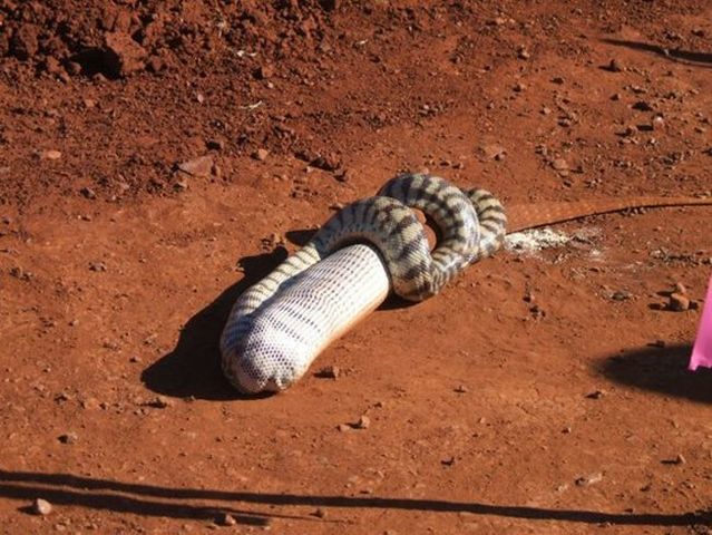 Snake eating a goanna (11 pics)