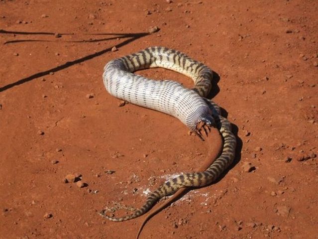 Snake eating a goanna (11 pics)