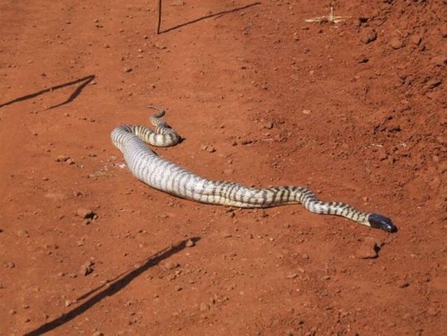 Snake eating a goanna (11 pics)