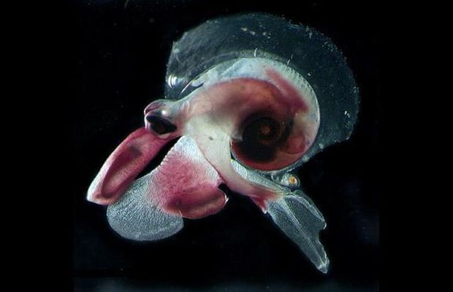 Unbelievable creatures from the underwater depths (31 pics)