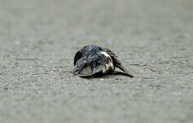 Story of a poor birdie (13 pics)