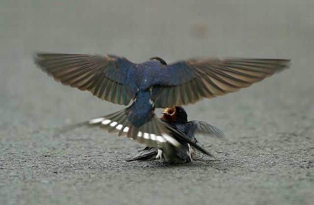 Story of a poor birdie (13 pics)