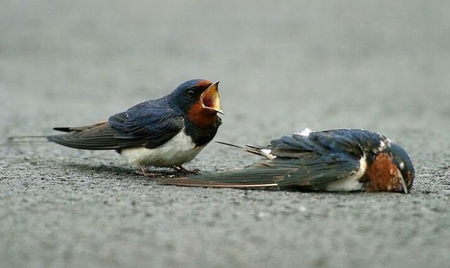 Story of a poor birdie (13 pics)
