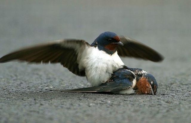 Story of a poor birdie (13 pics)