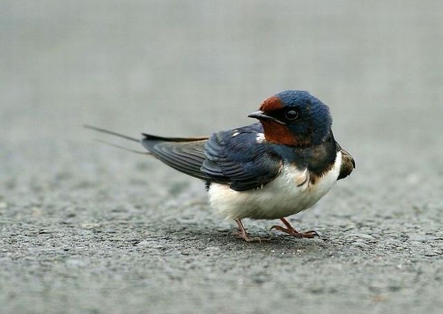 Story of a poor birdie (13 pics)