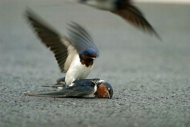 Story of a poor birdie (13 pics)