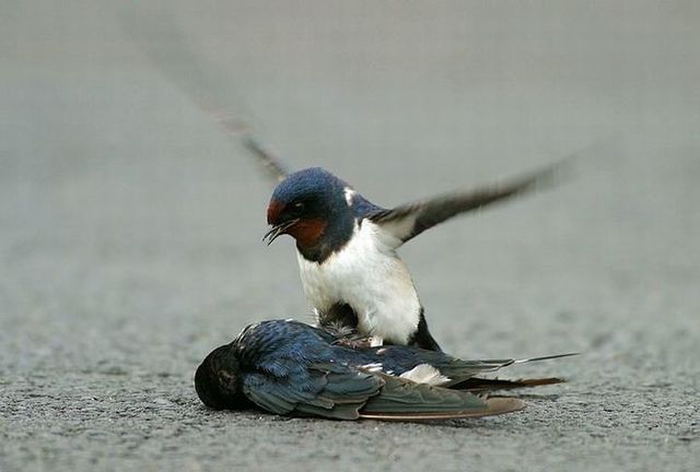 Story of a poor birdie (13 pics)