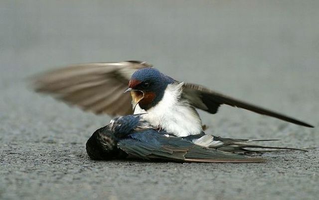 Story of a poor birdie (13 pics)