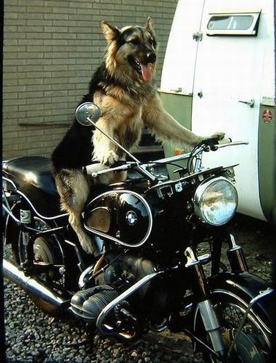 Biker dogs (20 pics)