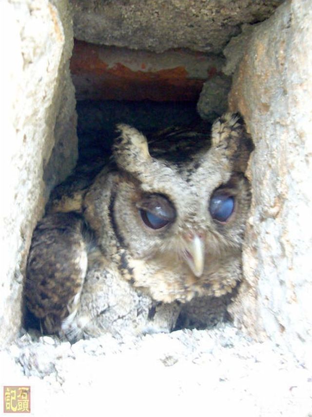 Apartment of an owl in a city  12 pics