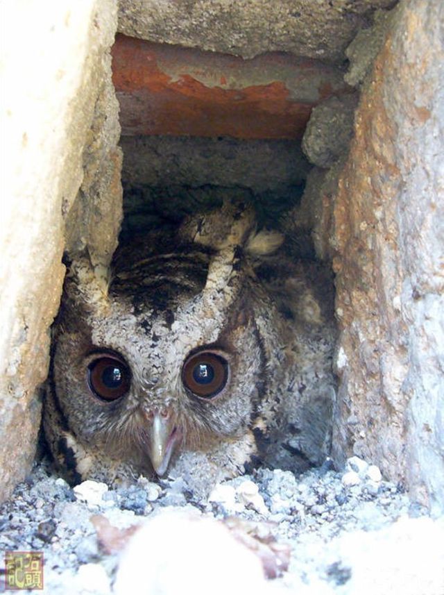 Apartment of an owl in a city  12 pics