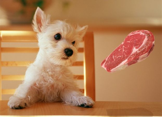 These funny animals (56 pics)
