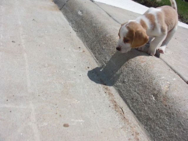 These funny animals (56 pics)