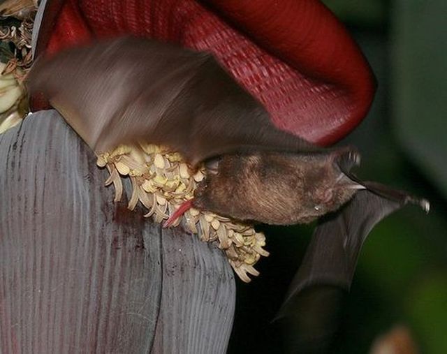These funny animals (56 pics)