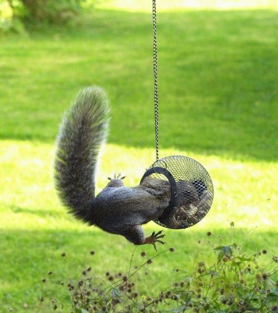 These funny animals (56 pics)