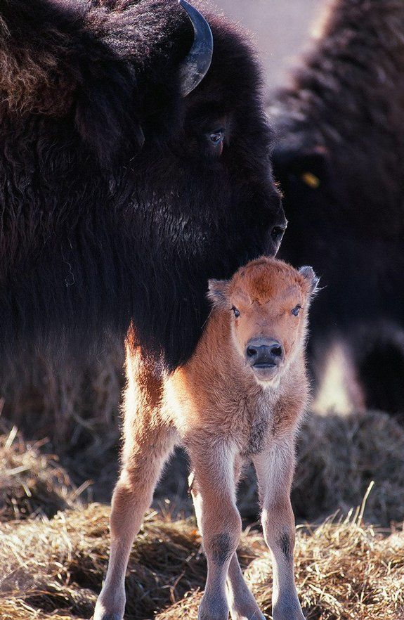 These funny animals (56 pics)
