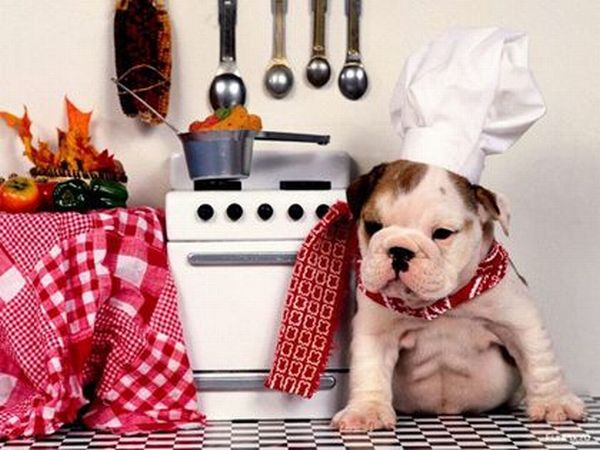 These funny animals (56 pics)