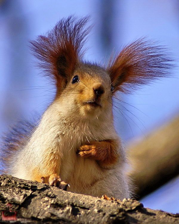 These funny animals (56 pics)