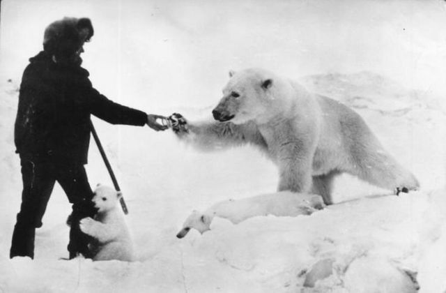 These funny animals (56 pics)