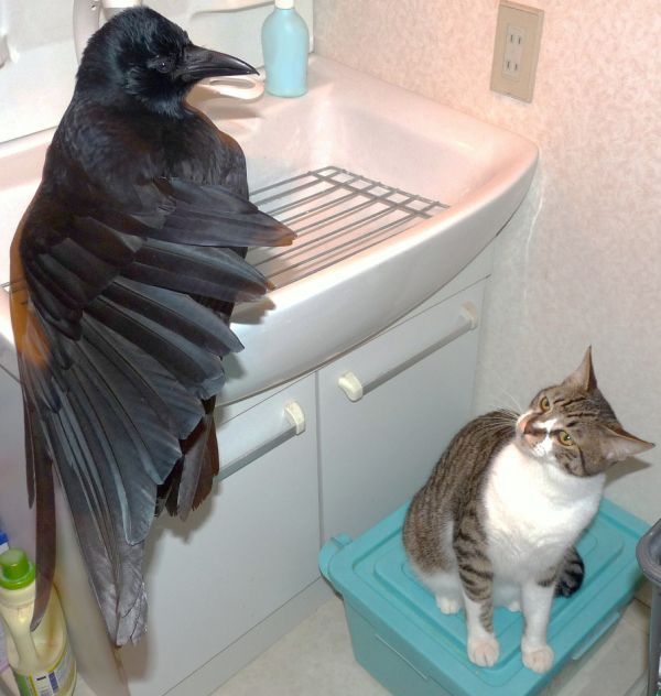 These funny animals (56 pics)