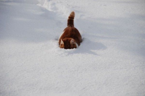 These funny animals (56 pics)