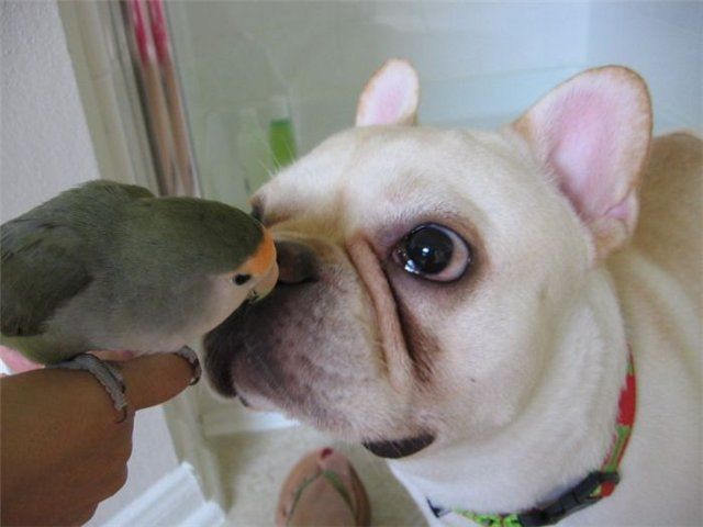 These funny animals (56 pics)