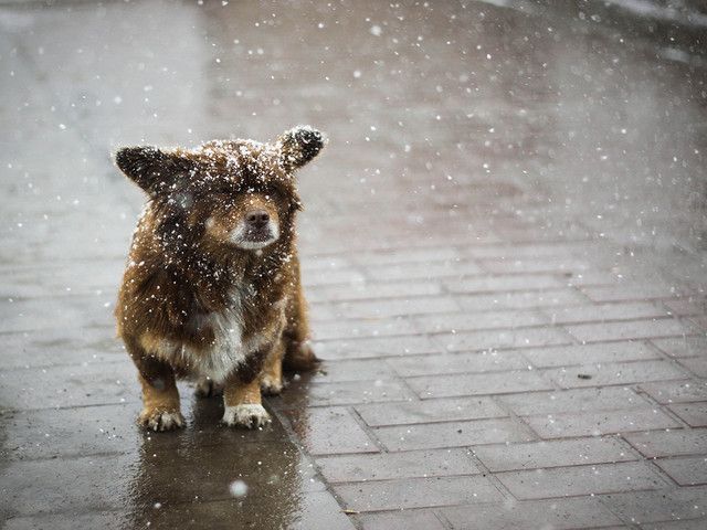 These funny animals (56 pics)
