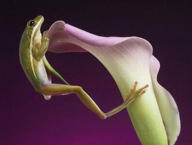 These funny animals (56 pics)