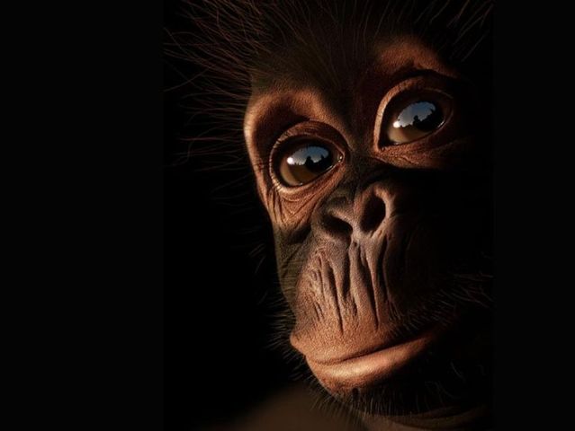 These funny animals (56 pics)